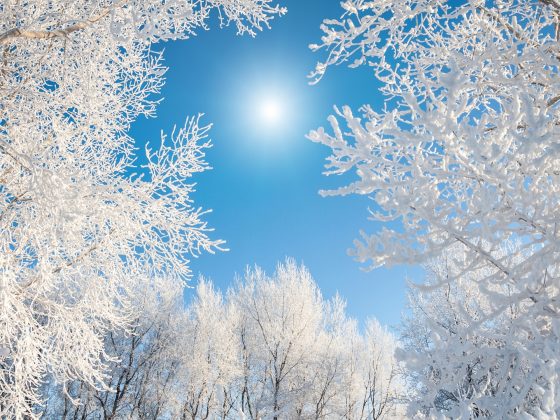 Winter Gratitude