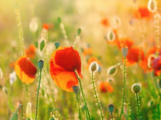 Manifesting Midsummer Mindfulness