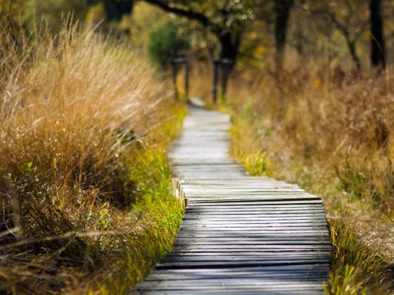 Walking for Mindfulness